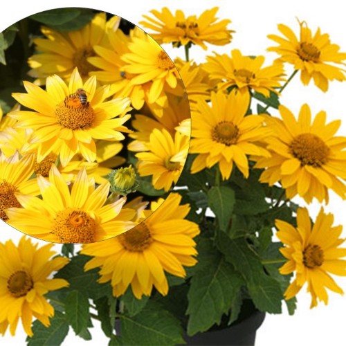 Heliopsis 'Sole d´Oro' - Päikesesilm 'Sole d´Oro'